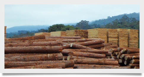 Cost Reductions: The New Motto of all Brazilian Wood Consumers