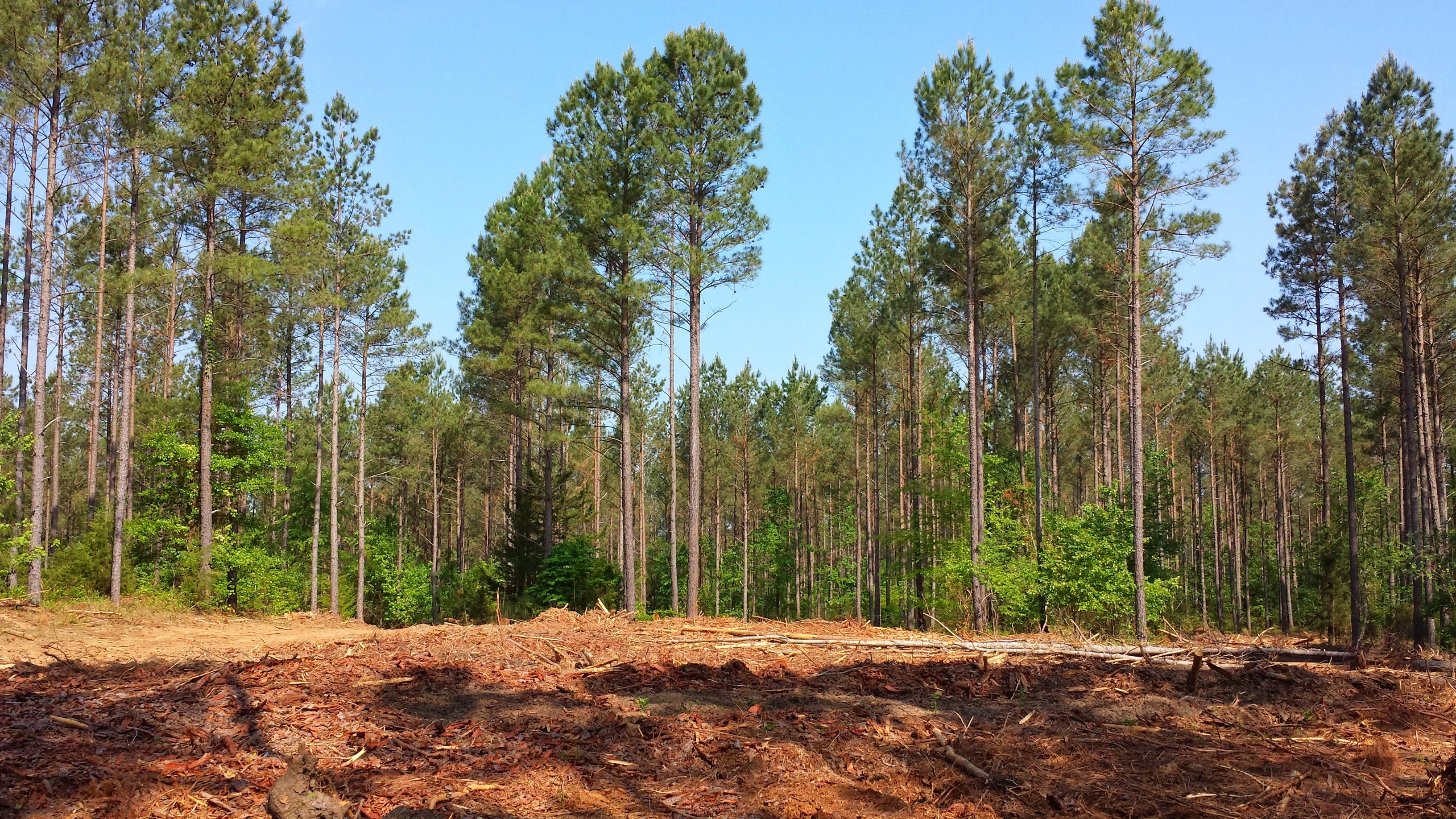 Spending Bill Promotes Carbon Neutrality of Biomass, Working Forests