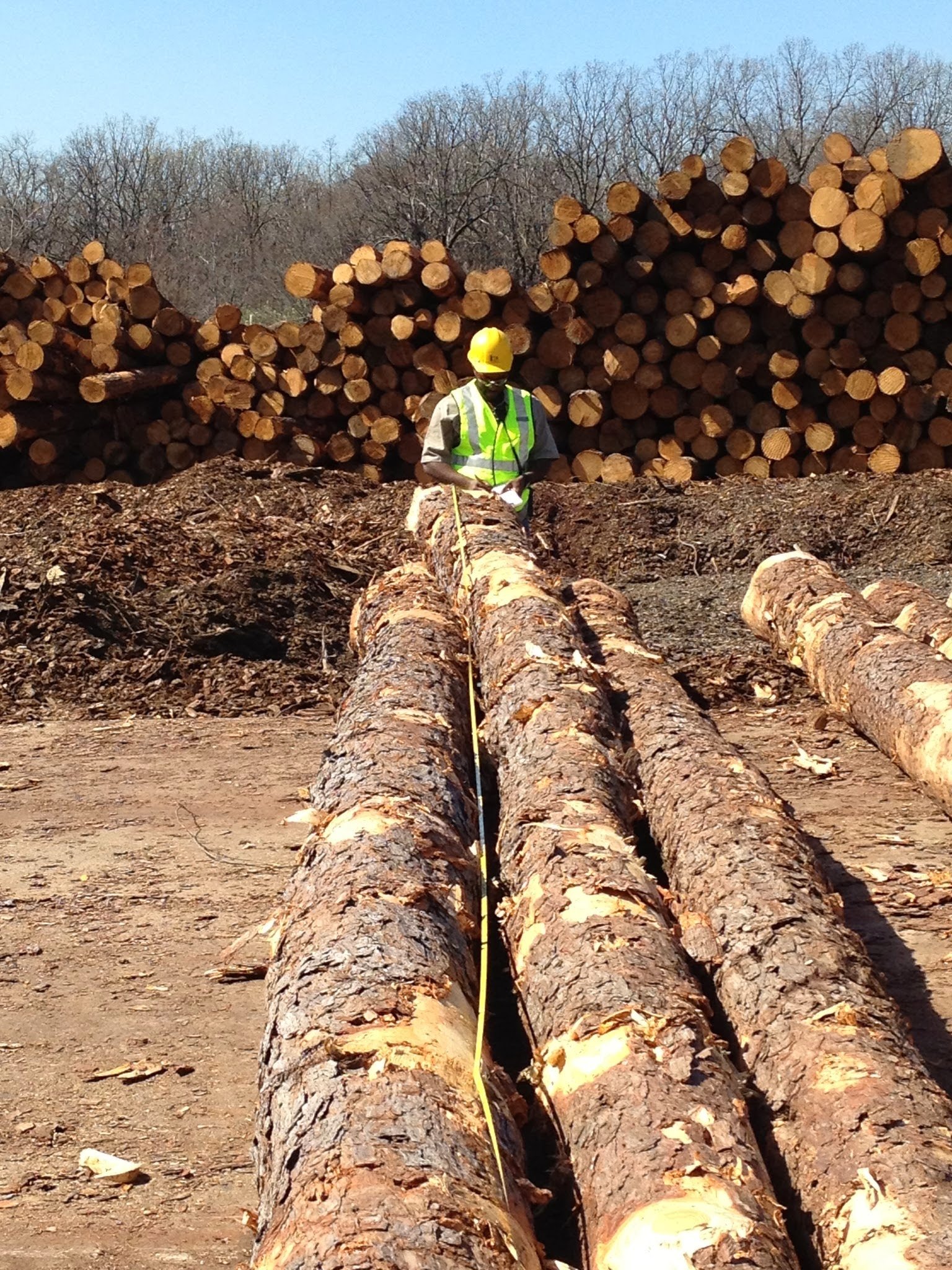 Adapt to Survive: Optimizing the Wood Supply Chain