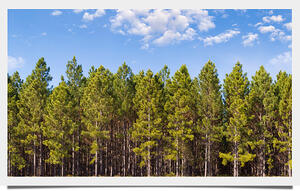 Pine_Forest.jpg