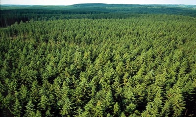 Sweden_Forest