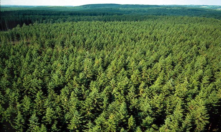 Surplus of Beetle-Damaged Timber Impacting European Forest Industry