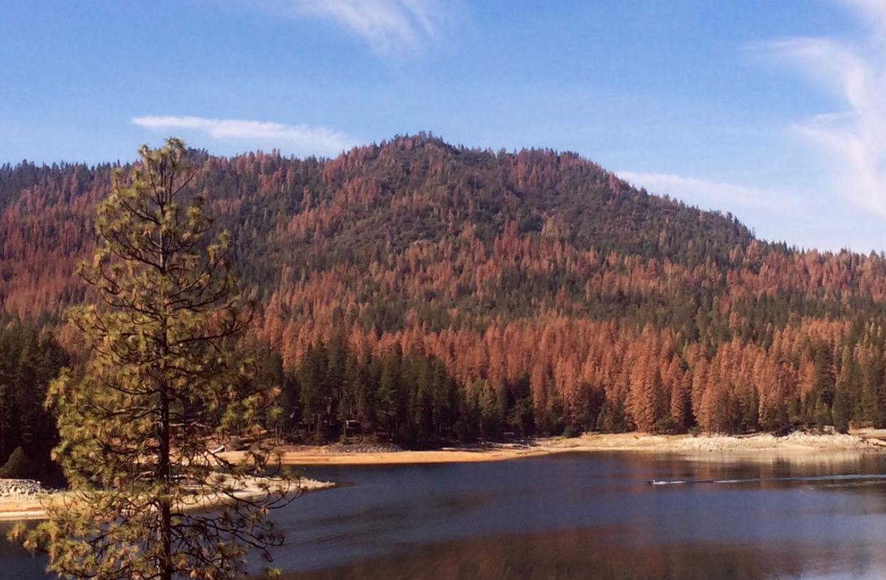An Honest Conversation: California Must Reevaluate Forest Management Practices