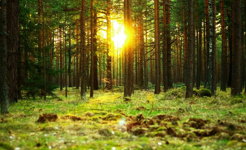 Lithuanian Forest Land: An Investment Opportunity Poised for Growth