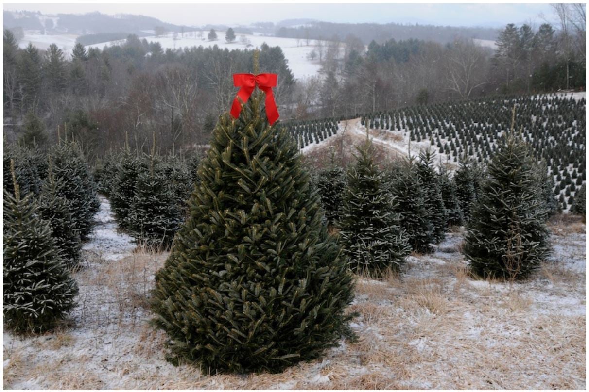 11 Reasons to get Excited about Christmas (Trees)