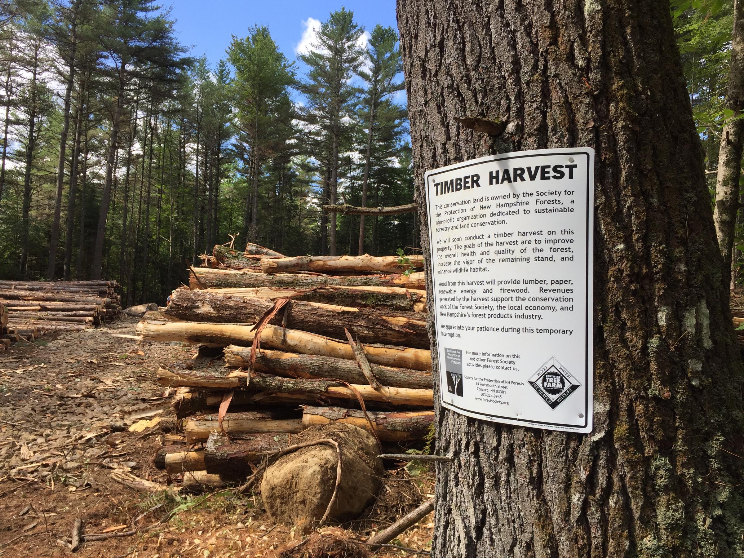 A Timber Harvest: NH Public Radio Educates on Value of Forests