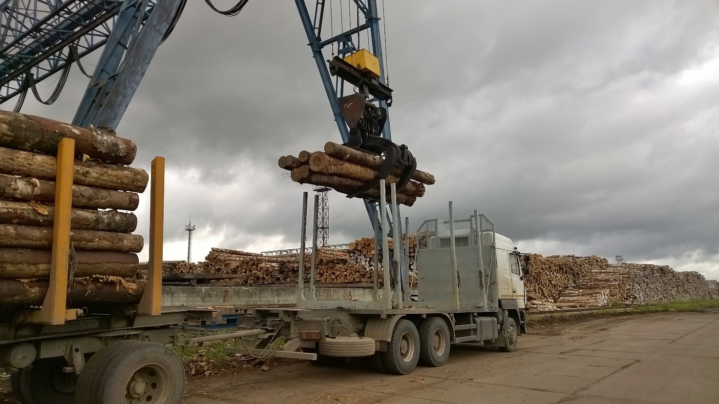 Possible Export Ban of Russian Birch Logs on the Horizon