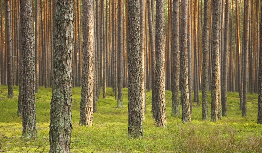 Six Reasons Thinning Trees is Good for the Forest