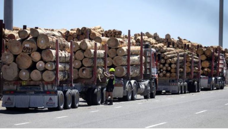 Record New Zealand Log Exports Driven by Chinese Demand
