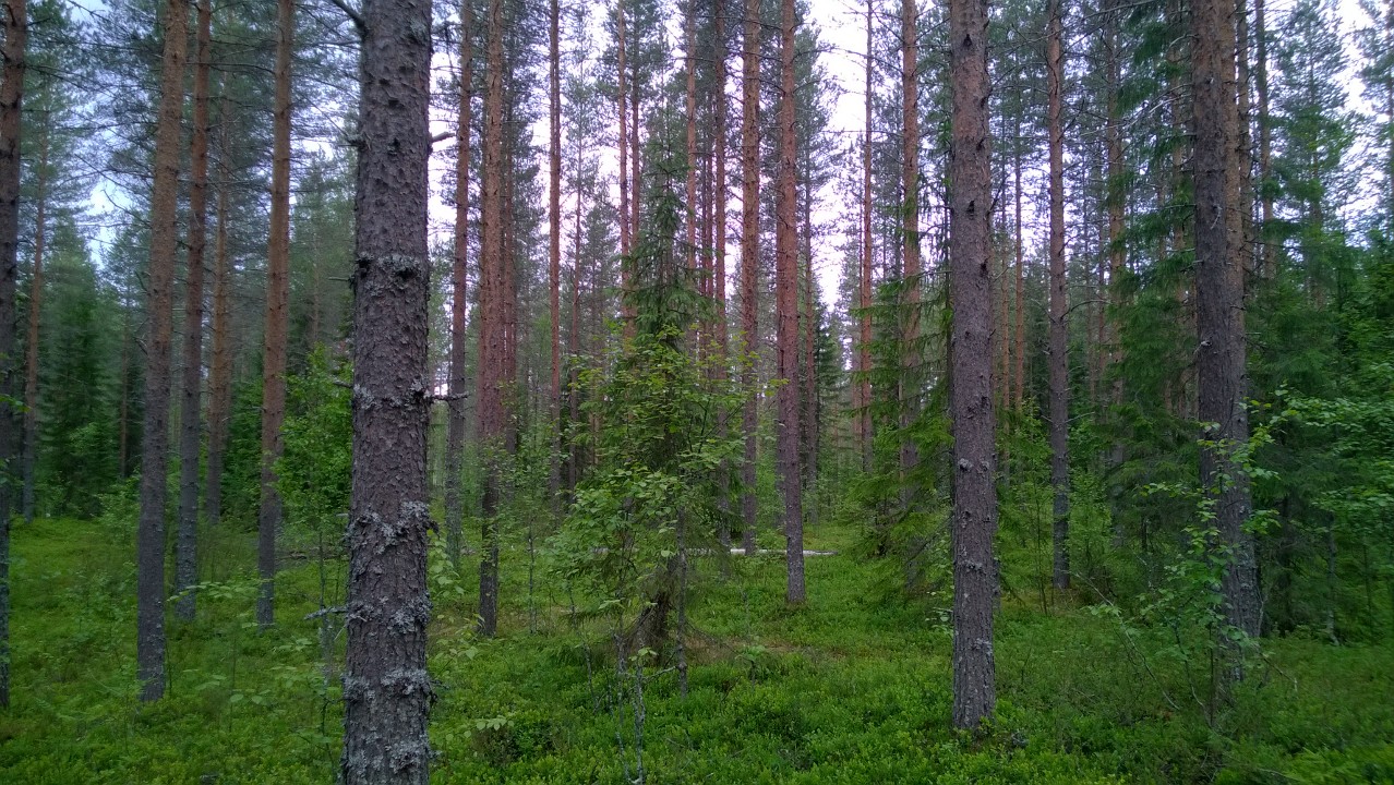 Common Trends: Forest Ownership in Finland and the United States