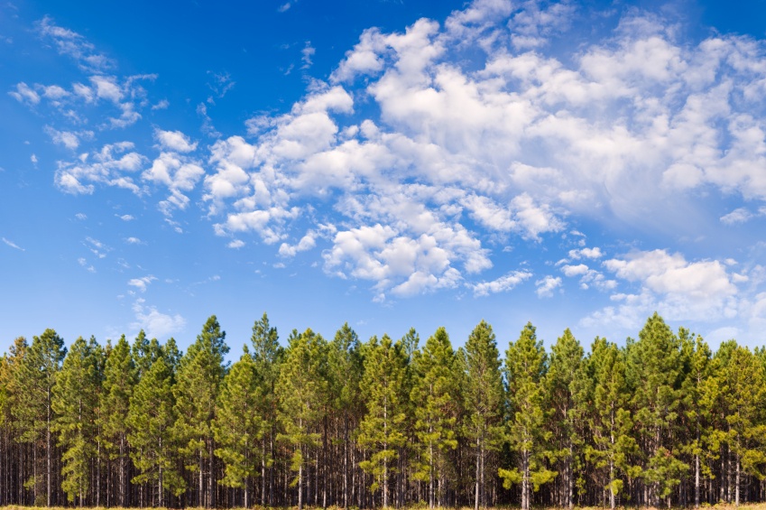 Bipartisan Effort Urges EPA to Stop Penalizing Sustainable Forest Management