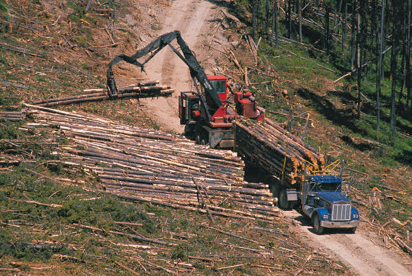 Logging Capacity Crisis Looming?
