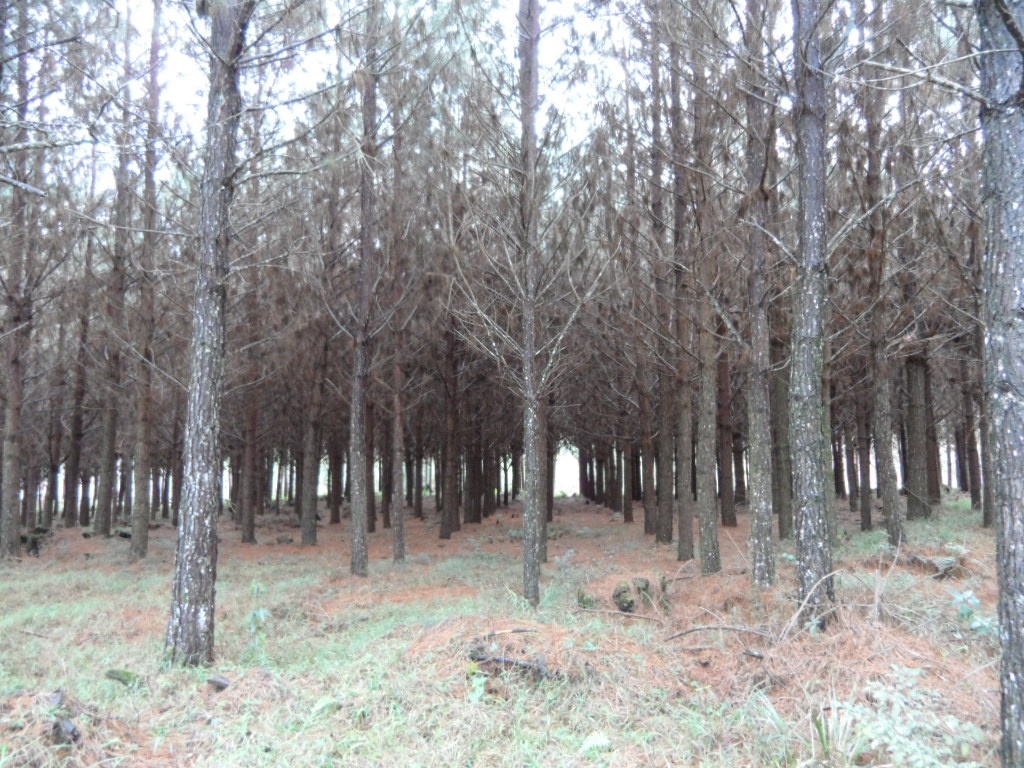 DI 8 yr old pine thinning-1