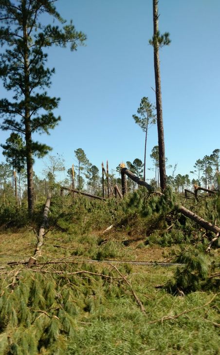 Surveying Timberland Damage in the Wake of Major Hurricanes