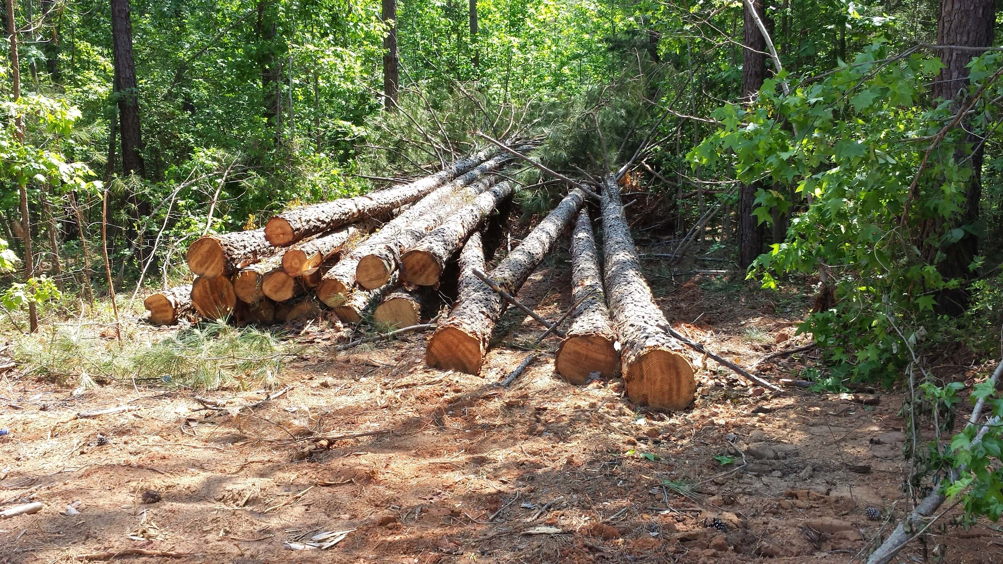 US South Sawlog Supply is Likely to Tighten But Surplus of Small Logs and Residues Will Create Opportunities
