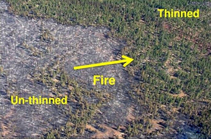 Logging and Thinning Help to Reduce Catastrophic Wildfire Risks