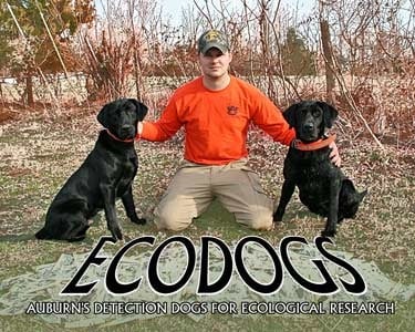 Alabama “EcoDogs” Sniff Out Tree Root Fungus to Combat Southern Yellow Pine Decline