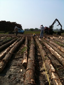 Timber Market Analyst, Mike Fiery, Measures Logs at Sawmill