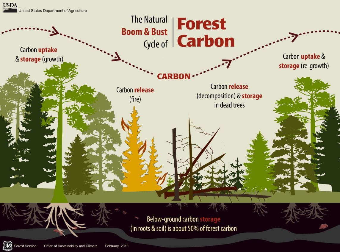 How Much Carbon is Stored in US Forests?
