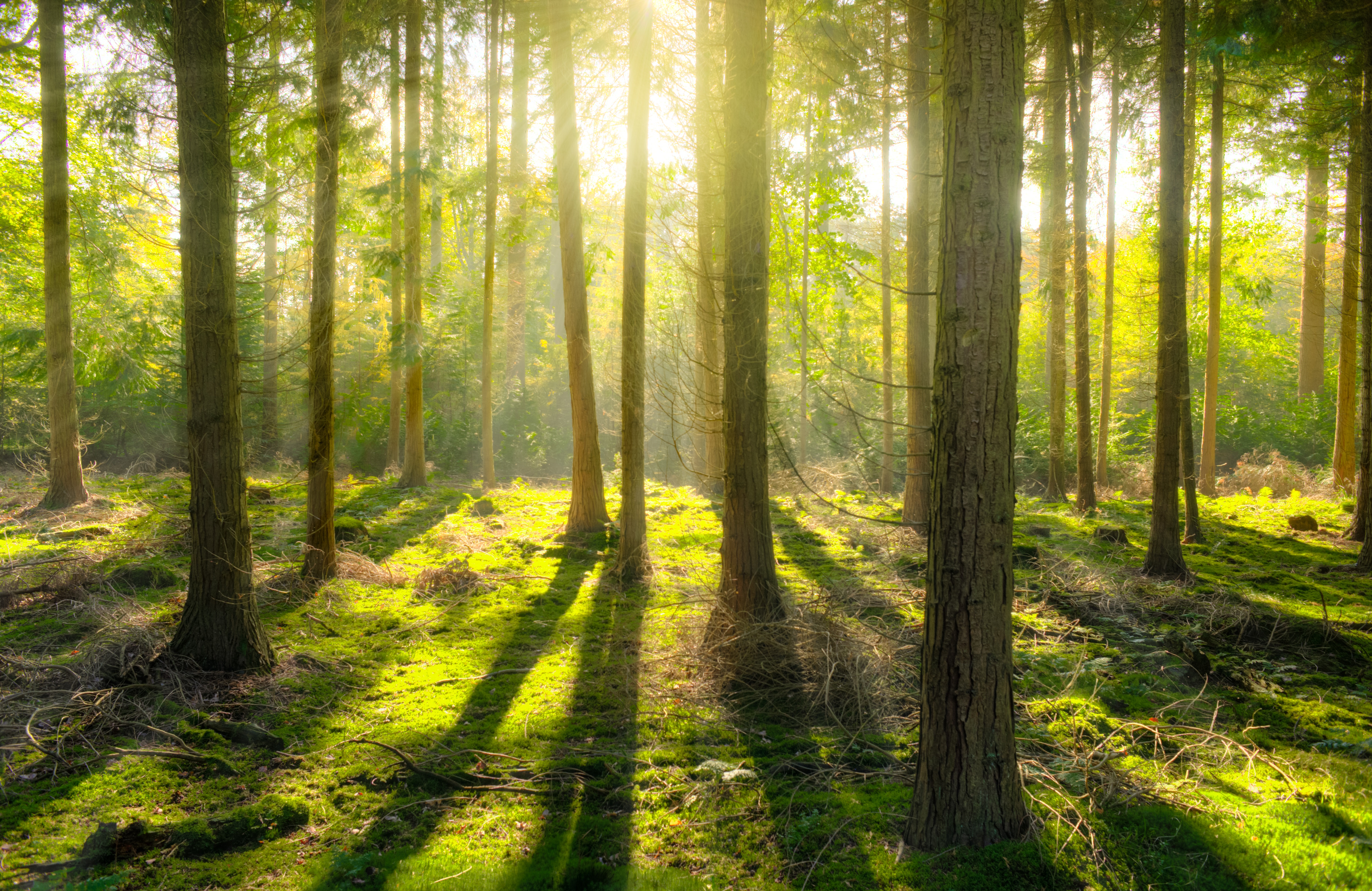 Exemplifying the Circular Economy: National Forest Products Week 2020