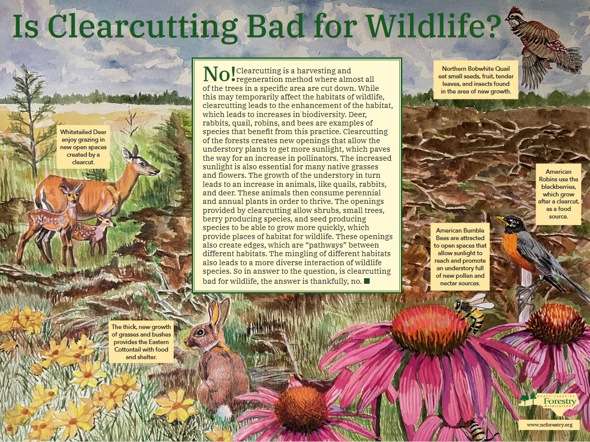 Is Clearcutting Bad for Wildlife?