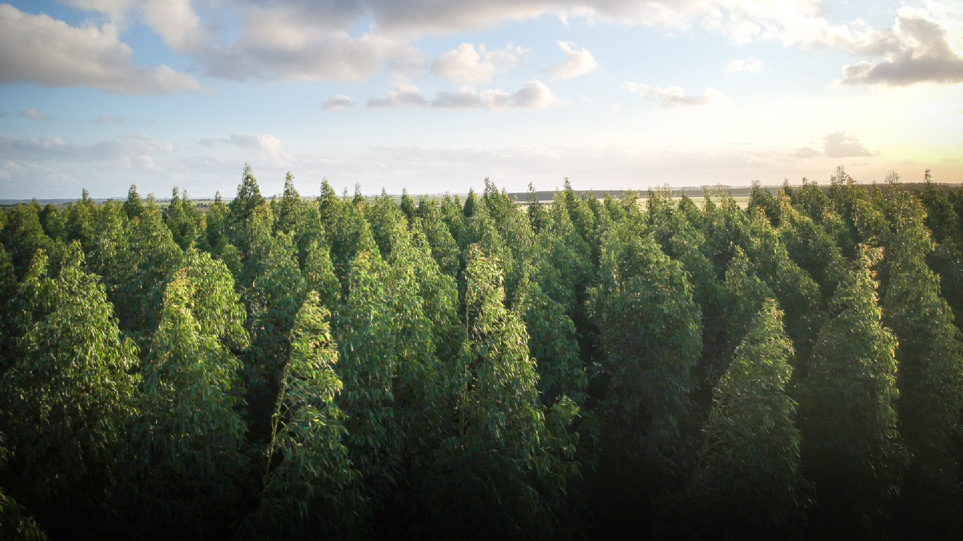 AFF Introduces Family Forest Carbon Program for Timberland Owners