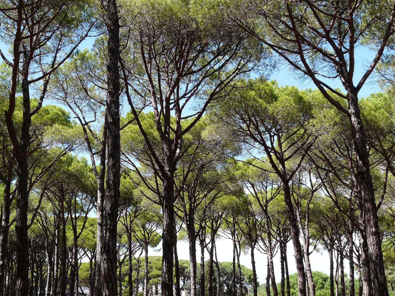A moderately dense pinewood forest sits in front of a blue sky.