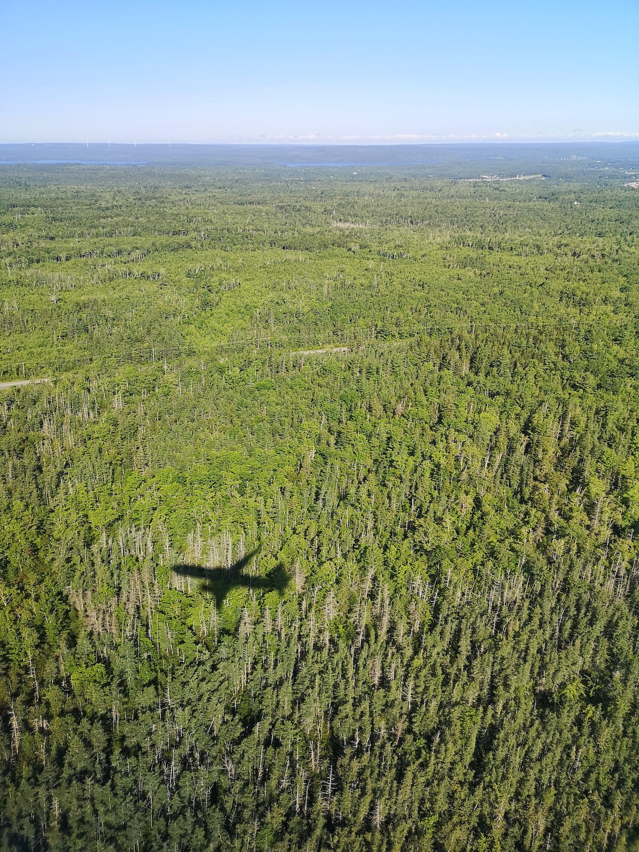 Aerial perspective of a forest canopy with the shadow of an airplane across it.