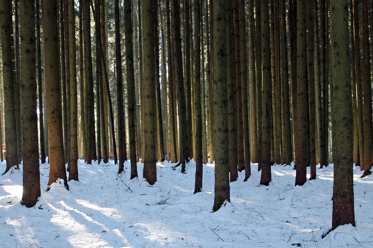 Sun beaming down through a forest of tall trees with winter snow on the ground.