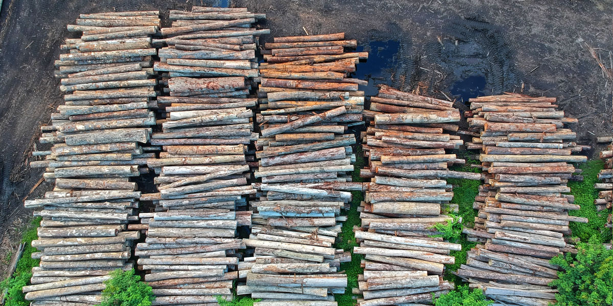 Five large stacks of sawlogs sit in a recent cut zone, ready to be hauled away.
