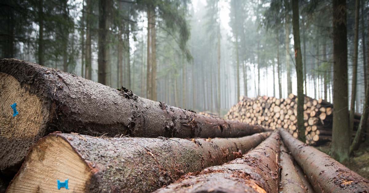 Working forest with several stacks of felled logs both in the foreground and midground and standing timber in the background.
