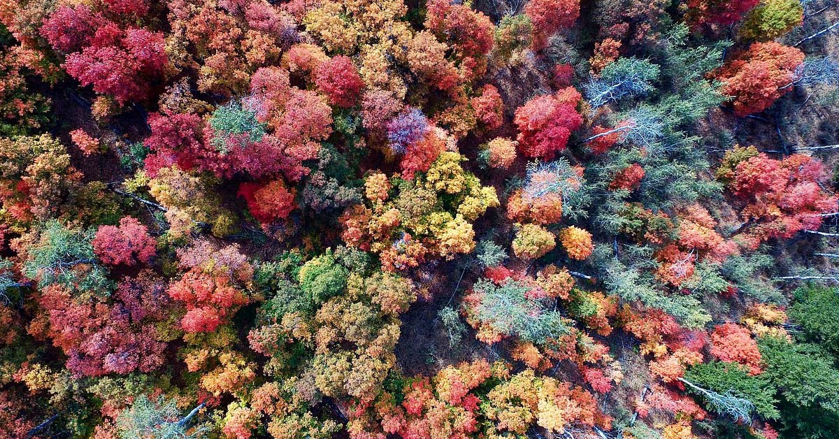 Aerial view of a colorful, vibrant, diverse forest.