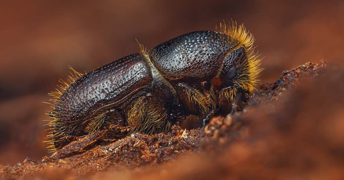 Close-up of the Latvian scourge, eight toothed spruce bark beetle.