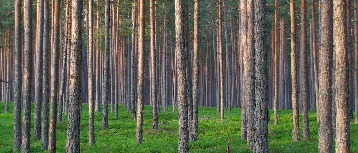 New Approach to Forest Carbon Accounting Aims to Enhance Accuracy & Transparency