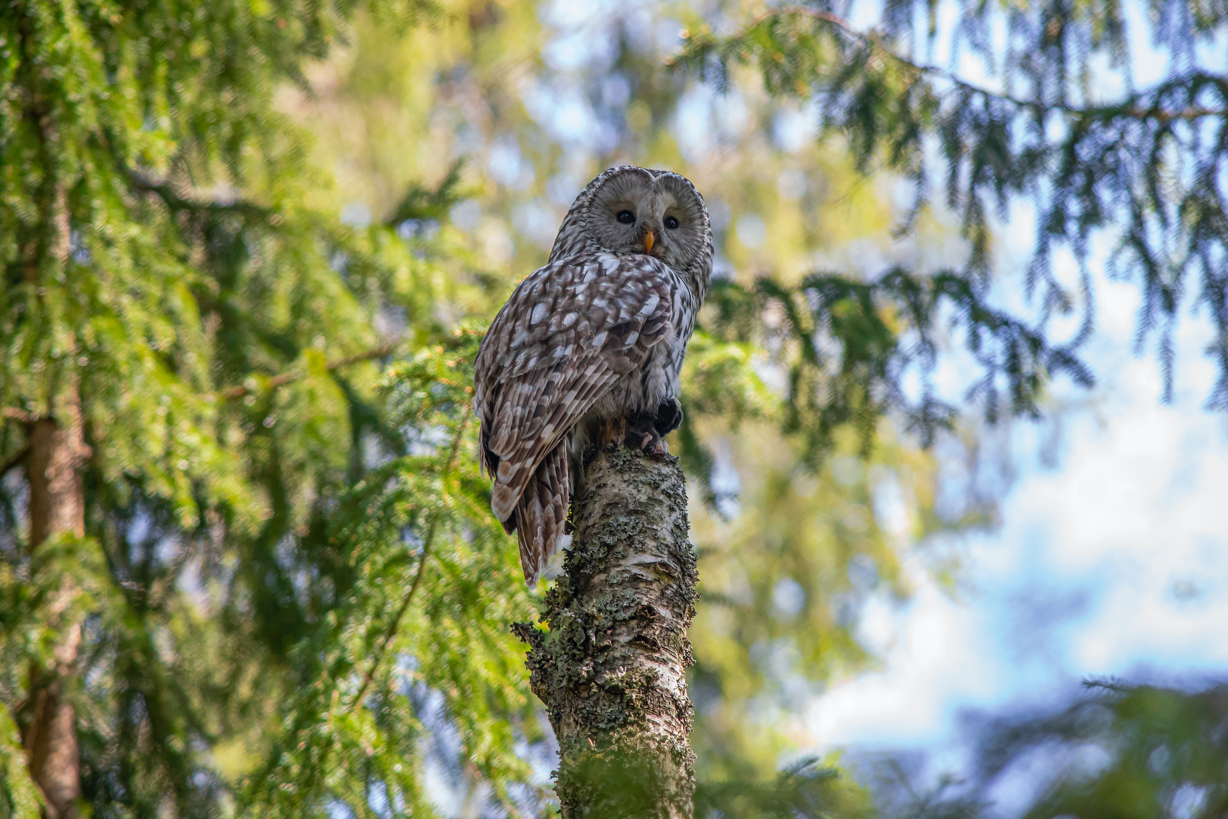 Clock is Ticking on Disastrous Spotted Owl Policy