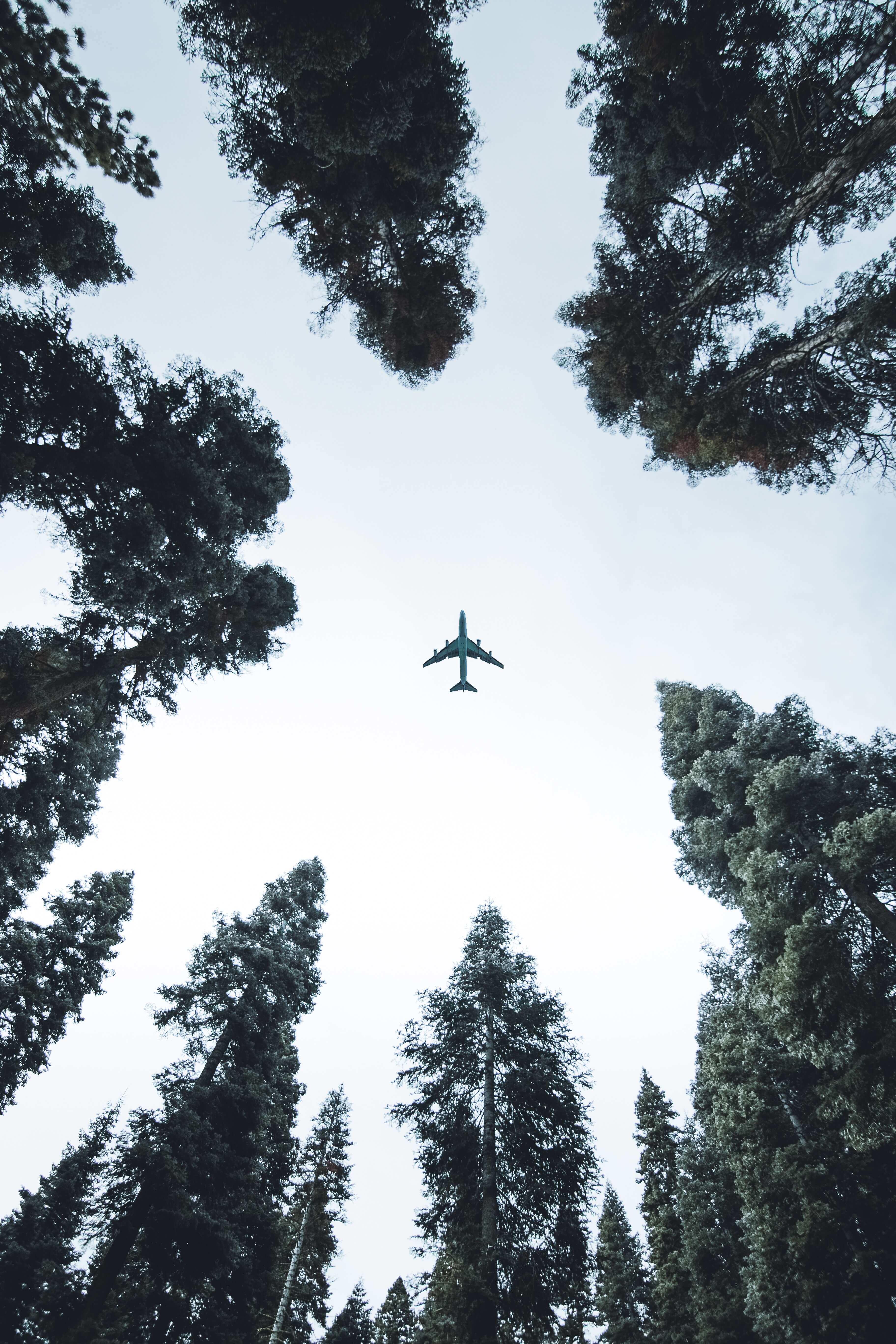 An airplane flies overhead with several trees rising up toward the sky.