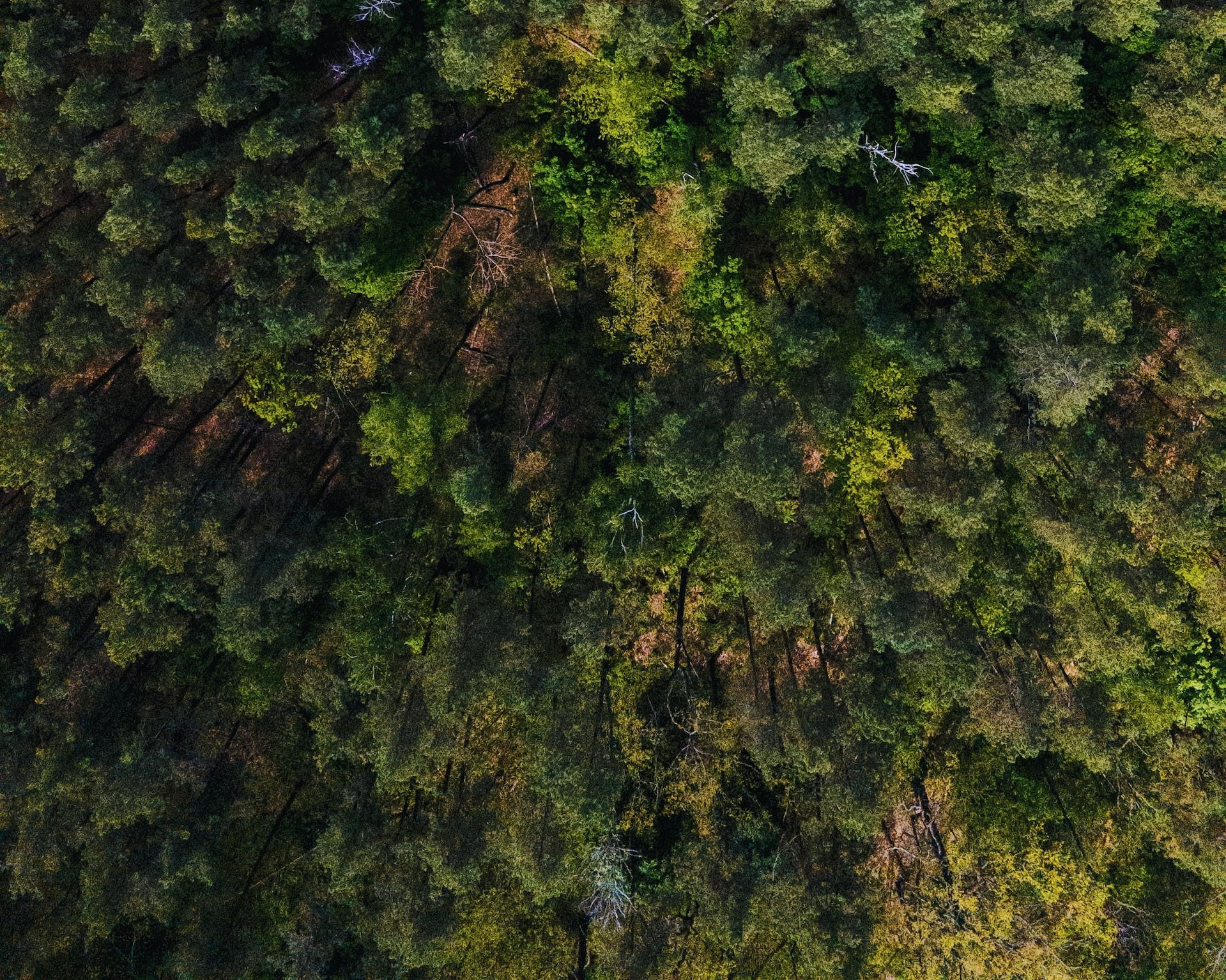 Aerial view of a forest with mostly uniform trees for satellite-based tree mapping