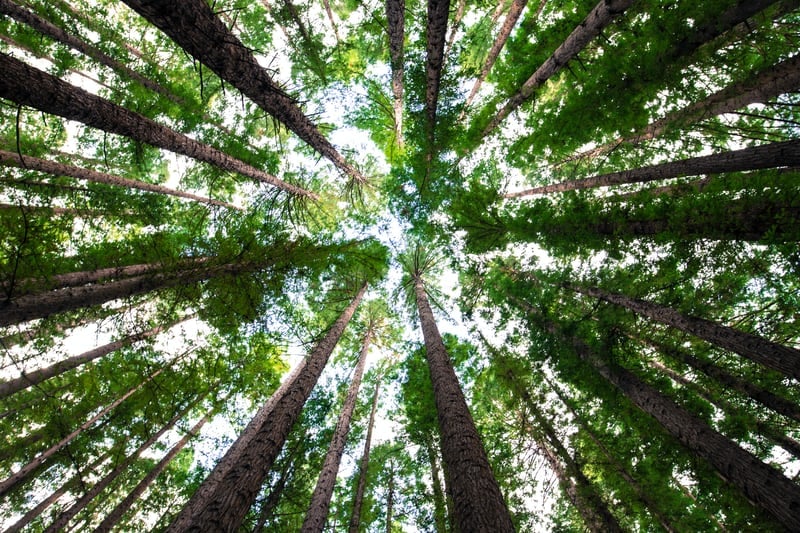 FRA Update: Legislative Developments Impacting the Forest Industry